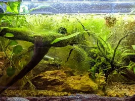 USA folks: where you do get your plants online?