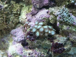 My Tank