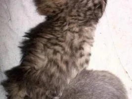 ever seen a kitten cuss?