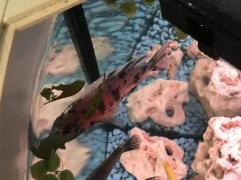 Turning my 50g from artificial to real plants!