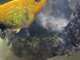 Does this gold dust molly seem to be pregnant?