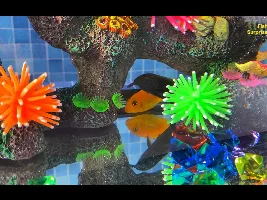 Cichlid ID