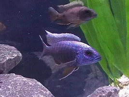 Electric blue