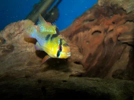 Nice Cichlids :-)