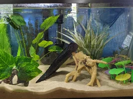 Cory's and aquarium salt