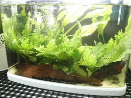 Plant Id Help!