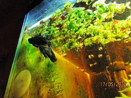 My (very) low-cost 7.92 gallons tank