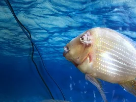 Fish head wound help !