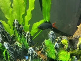 Looking to find the gender of redtail