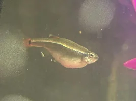 Fish Id