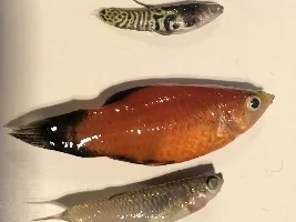 1 fish dying each day