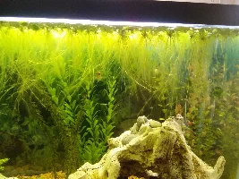Advice for a easy nice floating plant.