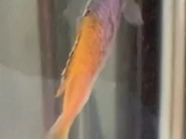 What are these black spots? Update more fish!!!