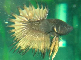 Introducing The New Betta
