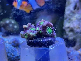 29g Saltwater Nano Tank