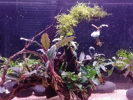 Show me your scapes!
