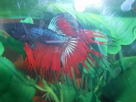 Fin Rot Or Natural Colour?