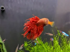 Aquanano 40 (55L)