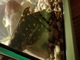 Spotted raphael catfish seems to be dying