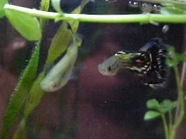 my 10 gallon