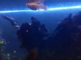 Guppy's tail dissapearing???