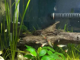 Balloon Bolivian Ram
