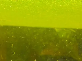 Water meal…