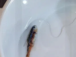Little black spots on fish