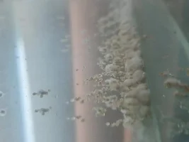Jaguar cichlids eggs