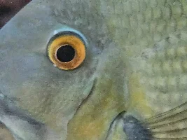 New here and need help ID illness