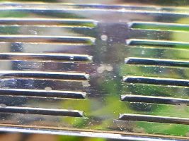 Found my First Cory eggs tonight