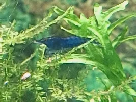 My first ever tank!