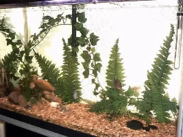 New fish pics!