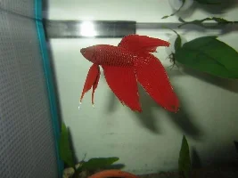 Fairly New Betta, Hole In Tail