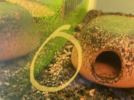 Apistogramma Cacatouides "Orange Flash" Breeding Journal