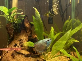 Help me fix up my aquarium