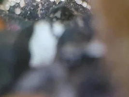 What kind of eggs are these