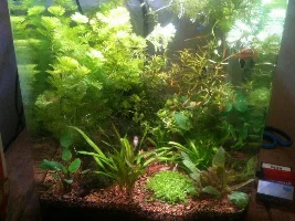 My Tank