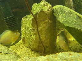 Blue eye cichlids and bristlenose