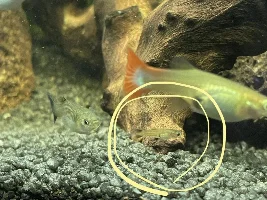 Baby fry identification!