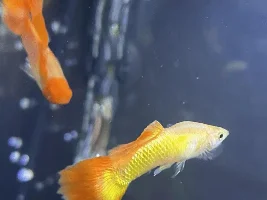 Is this fungal, bacterial or what? Deformed guppy?!