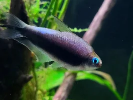 (Update post #26) Dithers or more cories?
