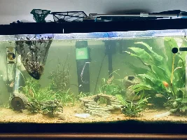 Why does my tank get dirty overnight?
