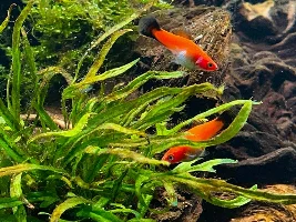 Aquatopia - 6x2x2 Low-Med Light, High Tech Nature Aquarium