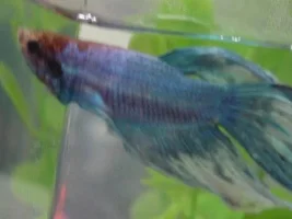 My NEW Betta