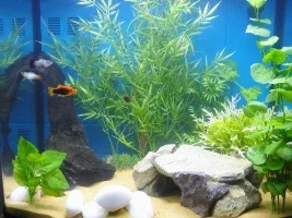 My Tank :)