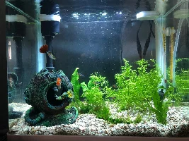 Hello From Singapore ! New to forum, new to everything