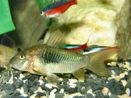 Attention All Corydoras Lovers