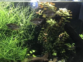 Fat corys or females with eggs?