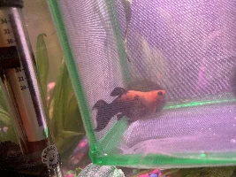 PREGNANT MOLLY I NEED HELP